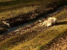 Vlci zakousli dv ovce na farm v edivinách na Rychnovsku (1. 3. 2020).