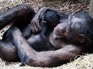 Matka s mládtem impanze narozeným v pátek v Zoo Ostrava.