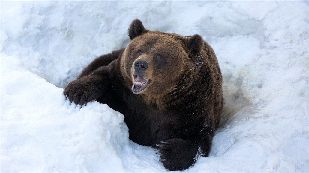 Medvd patí k nepravým zimním spám, take rámusit u jeho brlohu se...