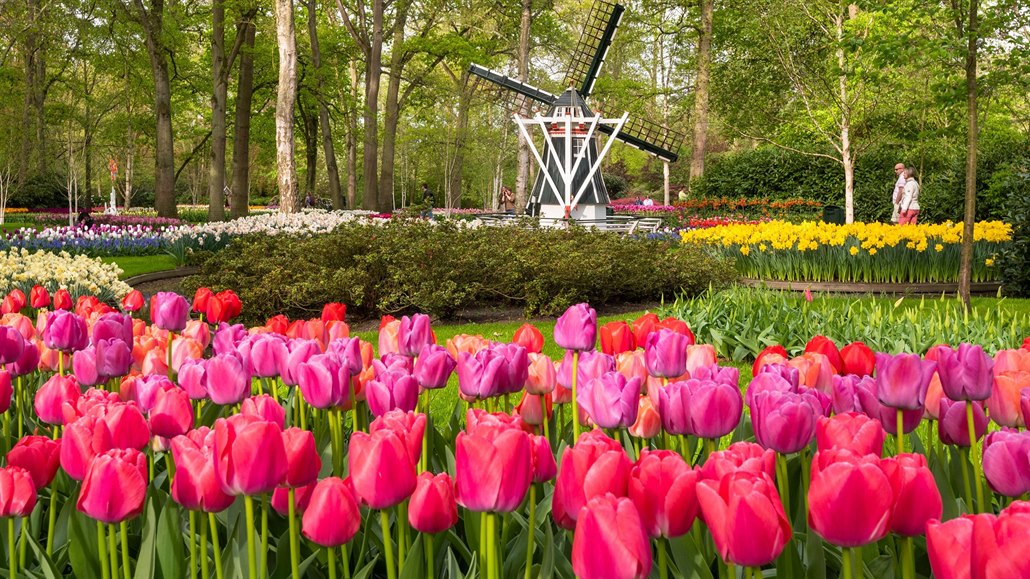 Nizozemský Keukenhof je nejvtí kvtinový park na svt.