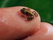 Miniaturní žabky z rodu afroskokanů (na snímku je mládě afroskokana tajemného)...