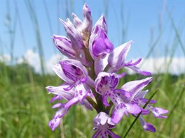 eský svaz ochránc pírody vyhlásil rok 2020 rokem orchidejí, nádherných...
