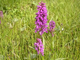Bnjí druhy orchidejí lze potkat v podstat po celé republice, by to...