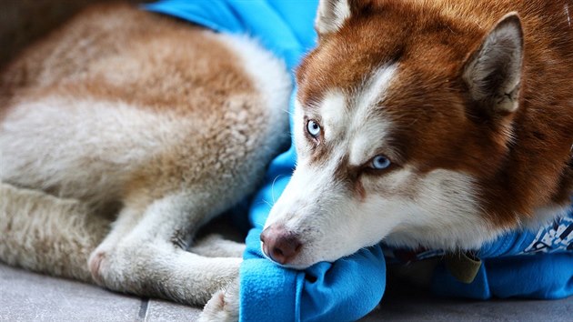 Pes ka�d� den �ek�, a� se pani�ka vr�t� z pr�ce.