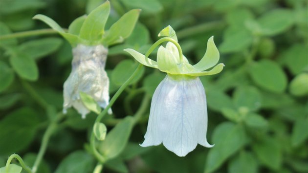 Codonopsis pilosula (pazvonek chloupkat�)