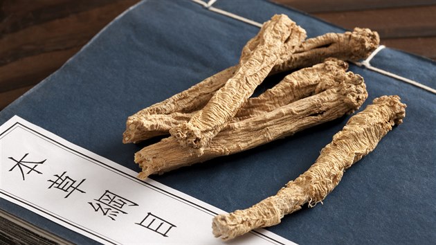 Příznivé účinky dangšenu (na snímku sušený kořen) ráda využívá čínská medicína.