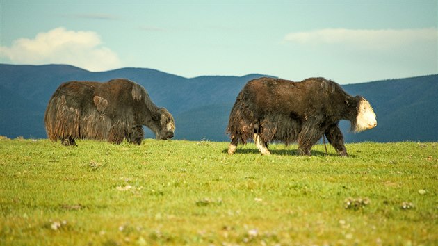 Jak domc je v Mongolsku bn k vidn. Mstn ho maj v oblib pro jeho irok vyuit, nenronost a otuilost.