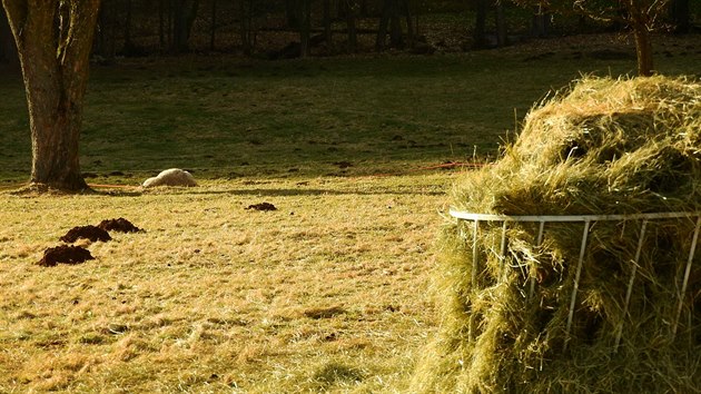 Vlci zakousli dv ovce na farm v edivinch na Rychnovsku (1. 3. 2020).