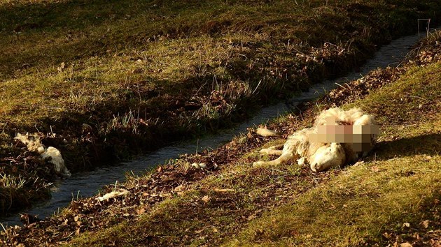 Vlci zakousli dv ovce na farm v edivinch na Rychnovsku (1. 3. 2020).