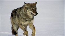 Podle odborníku lze vzhledem k vysoké mobilitě vlků a většímu počtu jedinců na...