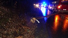 Linkový autobus narazil na silnici mezi Petr�vkou a Luha�ovicemi do stromu,...