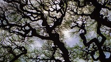 Pohled skrz lechtné borovice v zahradách Ricurin