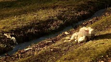 Vlci zakousli dvě ovce na farmě v Šedivinách na Rychnovsku (1. 3. 2020).