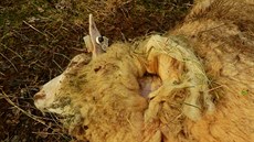 Ovce v Šedivinách se staly kořistí vlka (1.3. 2020).