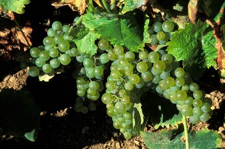 Odrda vína Ugni Blanc, ze které se vyrábí nejznámjí francouzská brandy.