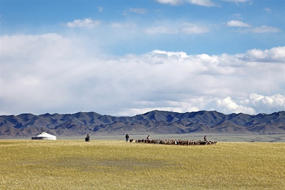 V Mongolsku se pro vlnu chová celkem 27 milion koz a 31 milion ovcí.