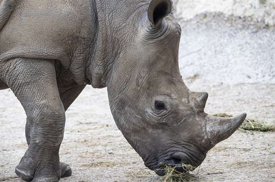 Samice nosoroce bílého jiního (tuponosého) Gaya picestovala do Zoo Dvr...