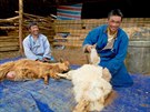 Chovem koz se v Mongolsku zabývá 1,2 milionu kočovných pastevců, což je asi 40%...