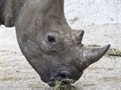 Samice nosoroce blho jinho (tuponosho) Gaya picestovala do Zoo Dvr...