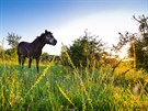 Díky divokým koním jsou pastviny u Milovic v sezon barevné. Podle toho, jak...