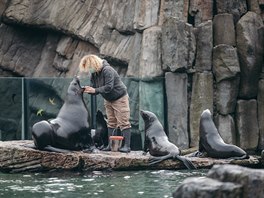 Uzavená ZOO Praha. Na snímku oetovatelka lachtan pi denní kontrole. (17....