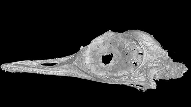 Vdci objevili nejmen dosud znm druh dinosaura. Lebka 99 milion let starho druhu, jeho zstupci byli men ne kolibci, se zachovala v jantaru.