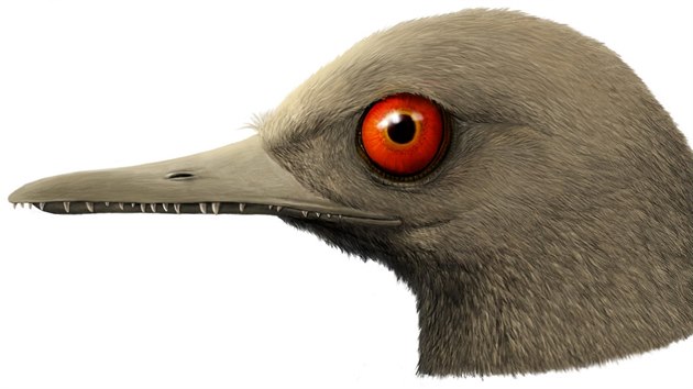Vdci objevili nejmen dosud znm druh dinosaura. Lebka 99 milion let starho druhu, jeho zstupci byli men ne kolibci, se zachovala v jantaru.