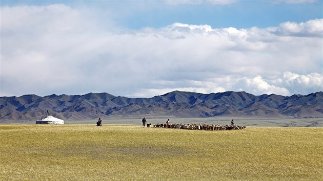 V Mongolsku se pro vlnu chov celkem 27 milion koz a 31 milion ovc.