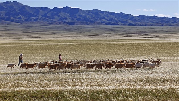 Podle OSN se tvrtina mongolskch pastvin zmnila v pou.
