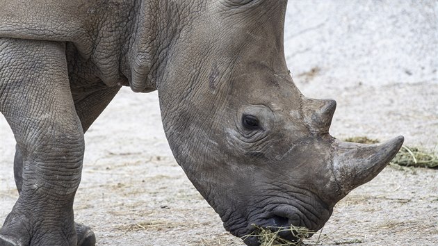 Samice nosoroce blho jinho (tuponosho) Gaya picestovala do Zoo Dvr Krlov z francouzsk zoo Beauval. (12. 3. 2020)