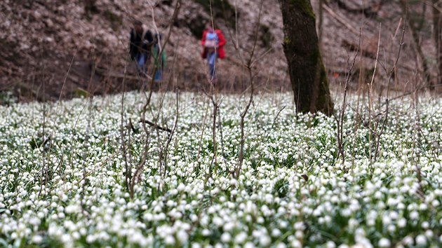 Lány bledulí v rezervaci u Chlébského potoka na Vysočině teď jezdí obdivovat stovky výletníků. Tyto jarní květiny letos kvůli mimořádně teplé zimě vykvetly dříve než v jiných letech.