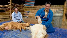 Chovem koz se v Mongolsku zabývá 1,2 milionu koovných pastevc, co je asi 40%...