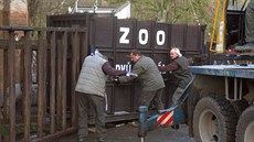 Transport samice nosoroce bílého jiního (tuponosého) do Zoo Dvr Králové z...