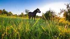 Díky divokým koním jsou pastviny u Milovic v sezon barevné. Podle toho, jak...
