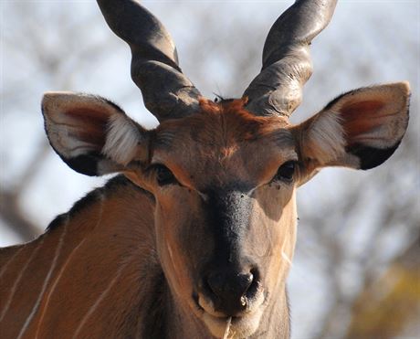Antilopa Derbyho je ohroen druh.