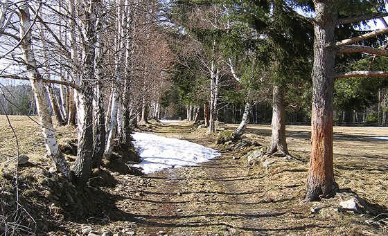 Pedjarní scenérie na kraji lesa pod Mileicemi