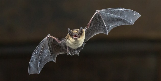 Já na bráchu, brácha na mne. Půjčka za oplátku funguje i mezi zvířaty