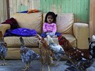 Děvčátko se slepicemi v chudinské čtvrti v Limě v Peru, která je v karanténě....