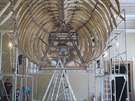 Národní muzeum po 132 letech poprvé restauruje kostru plejtváka myoka