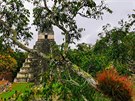Nejznmj guatemalsk nalezit Tikal. Snmek z cest Jiho Holuba po svt.