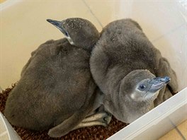 Dvě mláďata tučňáků Humboldtových se vylíhla v únoru a jejich rodiči jsou...