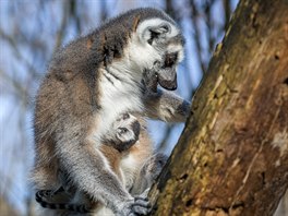 Zpět k lemurům. Všechna tři letošní mláďata už si užívají sluníčka ve venkovním...
