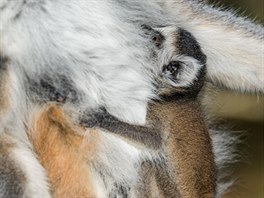 Malý lemur kata se mámina kožíšku drží doslova jako klíště. 
