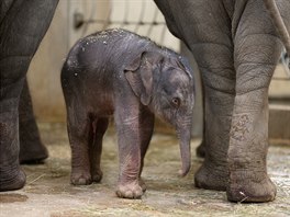 Dlouho očekávané slůně se slonici Tamaře narodilo dnes po třetí hodině ráno....