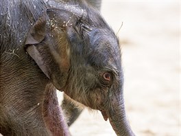 erstv narozená sloní slena váí 92 kilogram, co je pro novorozené samice...