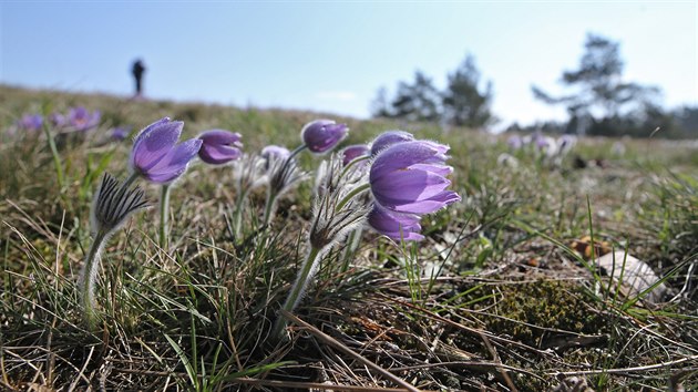Prodn pamtka Kobylinec u Trnavy na Tebsku, kde kvetou koniklece velkokvt.