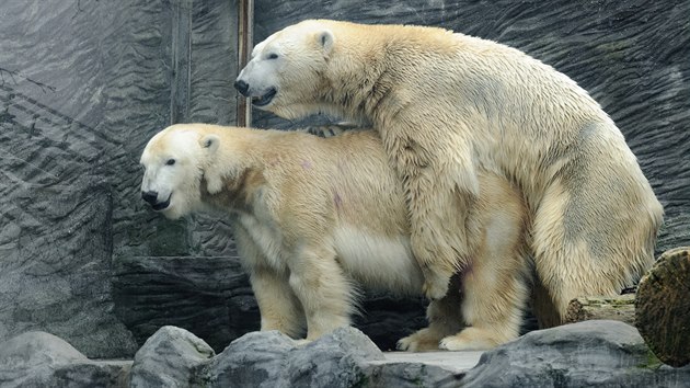 Jedním z prvních natočených videí ze zavřené Zoo Praha bylo páření ledních medvědů. I proto možná krátká videa veřejnost hned zaujala.