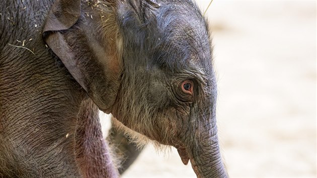 Čerstvě narozená sloní slečna váží 92 kilogramů, což je pro novorozené samice slona indického průměrná váha. „Na vlastní nohy se postavila asi dvacet minut po porodu. A již se pokouší od matky pít,“ doplnil vrchní chovatel slonů Martin Kristen. Zoo Praha, 27. 3. 2020