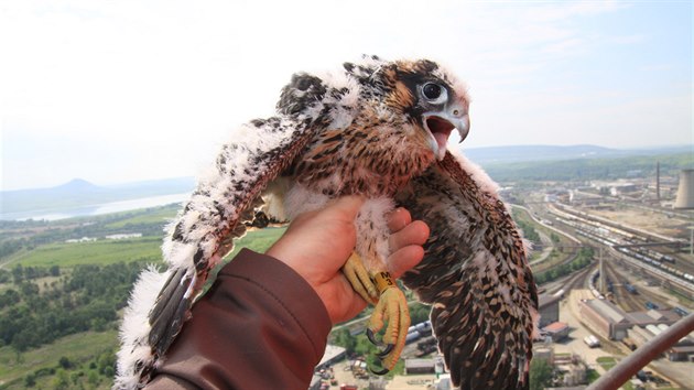 Ml�d� sokola st�hovav�ho