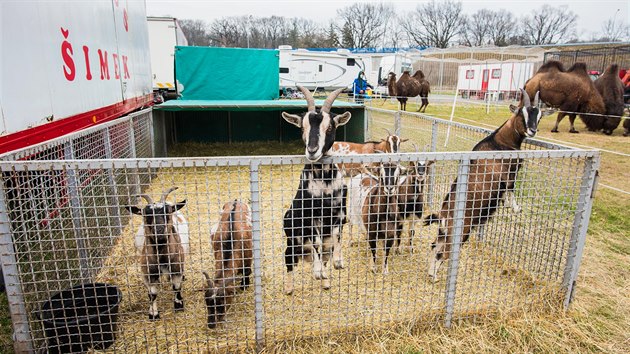 Cirkus �imek uv�zl kv�li vyhl�en�mu stavu nouze v souvislosti s koronavirovou pandemi� v Hole�ov�.